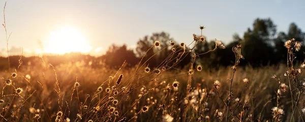 Foto op Canvas Abstract warm landschap van droge wilde bloemen en grasweide op warme gouden uur zonsondergang of zonsopgang. Rustige herfst herfst natuur veld achtergrond. Zacht gouden uur zonlicht panoramisch landschap © Kirill Gorlov