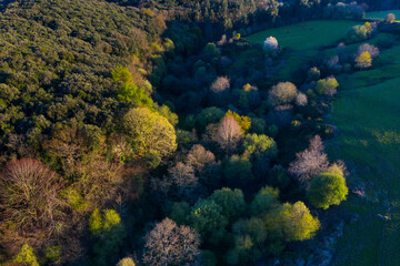 Springtime, Tarrueza, Laredo, Montaña Oriental Costera, Cantabria, Spain, Europe