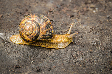 Snail