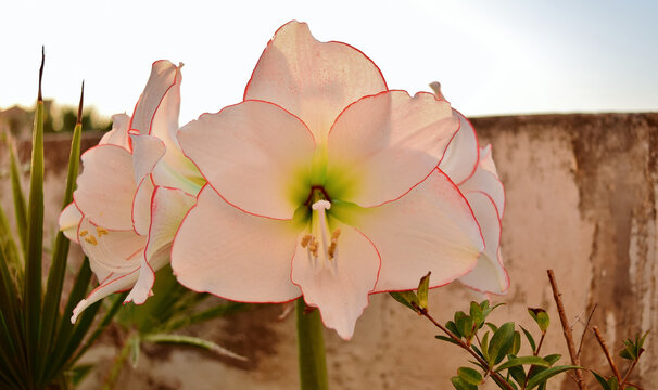 Bouquet of five Picotee Amaryllis flowers from one stem growing on a roof garden in Malta