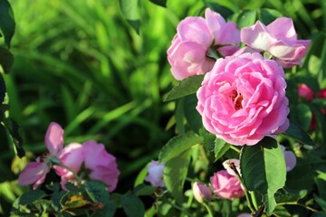 Natural pink rose