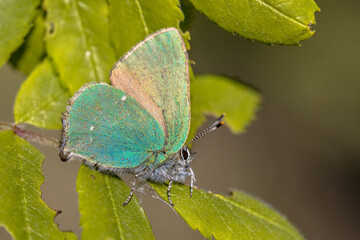 Green hairstreak butterfly