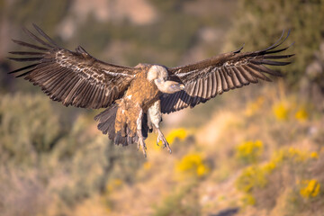 Obraz premium Griffon vulture flying and landing