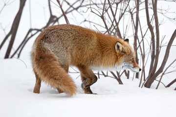 キタキツネ 冬 雪の中 北海道	