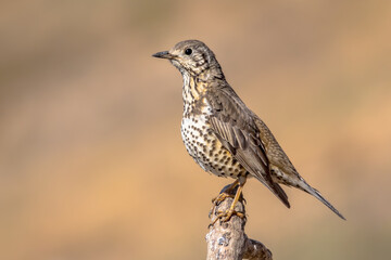 Mistle thrush perched on stick