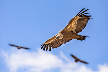Fototapeta na wymiar Griffon vultures flying blue sky