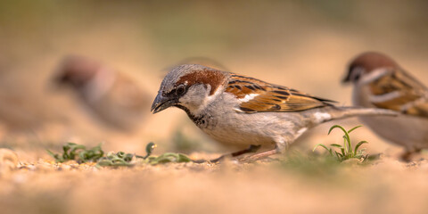 Tree sparrow group foraging