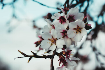 Branches with almond blossom in spring