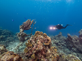 Fototapeta na wymiar Diver in turquoise water of coral reef in Caribbean Sea / Curacao with fish, coral and sponges