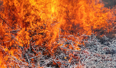 Close-up shot of a forest fire - Fire burning wood in forest