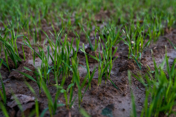 Close up young wheat seedlings growing in a field. Green wheat growing in soil. Close up on sprouting rye agriculture on a field in sunset. Sprouts of rye. Wheat grows in chernozem planted in autumn.