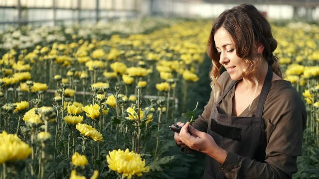 A woman is cultivating ellow flowers at an indoor plant. She is cutting the flowers with hedge clippers.