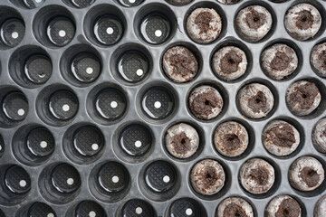 View from above, peat moss in seed trays for natural agriculture