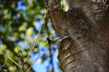 シジュウカラが木に止まっている