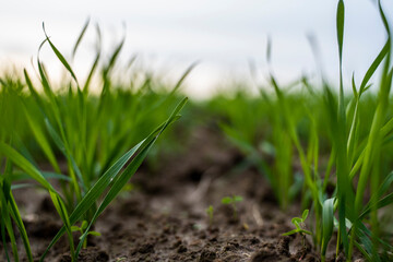 Obraz premium Close up young green wheat seedlings growing in a soil on a field in a sunset. Close up on sprouting rye agriculture on a field in sunset. Sprouts of rye. Wheat grows in chernozem planted in autumn.