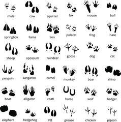 Big monochrome set of different animals and birds silhouette tracks with description isolated on white background flat vector illustration