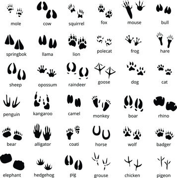 Big monochrome set of different animals and birds silhouette tracks with description isolated on white background flat vector illustration