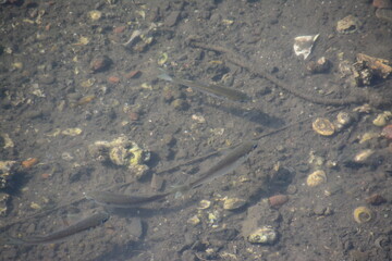 海辺の浅瀬にいる魚の群れ