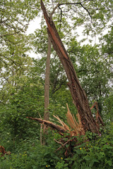 Windbruch