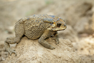 Image of toad(bufonidae) is on the soil lump. Amphibian. Animal.
