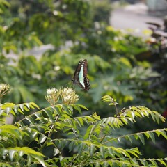 butterfly on leaf