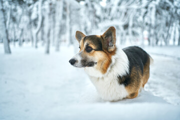 Dog breed Welsh Corgi walking in winter park at frosty snowy day