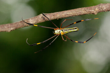Image of Golden Long-jawed Orb-weaver Spider(Nephila pilipes) on dry branches. Insect. Animal.