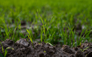 Close up young green wheat seedlings growing in a soil on a field in a sunset. Close up on sprouting rye agriculture on a field in sunset. Sprouts of rye. Wheat grows in chernozem planted in autumn.