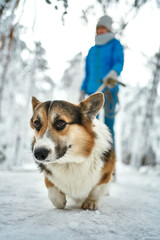 Close-up funny Welsh Corgi dog walking with owner on snow in winter day
