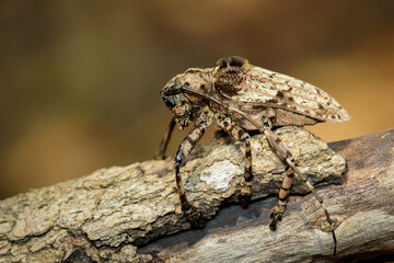 Image of Cerambycidae bug (Moechotypa suffusa) on branch on natural background. Insect. Animal.