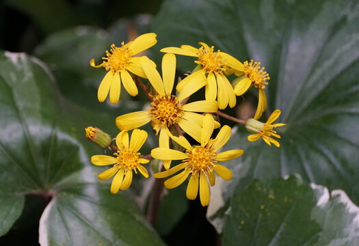 Leopard plant 'Argenteum' with bright yellow flower
