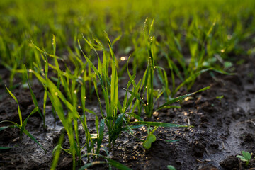 Close up young green wheat seedlings growing in a soil on a field in a sunset. Close up on sprouting rye agriculture on a field in sunset. Sprouts of rye. Wheat grows in chernozem planted in autumn.