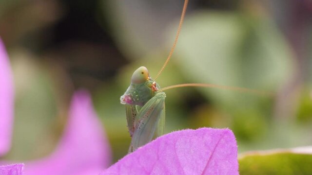 Macro portrait of cute praying mantis . Vanity, beauty. Copy space