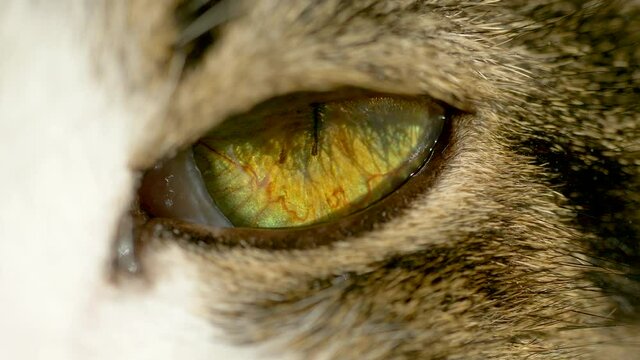 Extreme Macro close up of sleepy lighting cat eye blinking in slow motion.