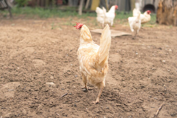 The white hen runs away