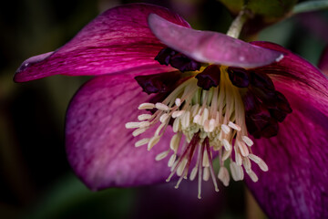 Macro shot of a beautiful purple hellebore flower