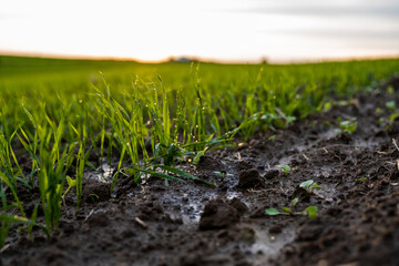 Close up young green wheat seedlings growing in a soil on a field in a sunset. Close up on sprouting rye agriculture on a field in sunset. Sprouts of rye. Wheat grows in chernozem planted in autumn.