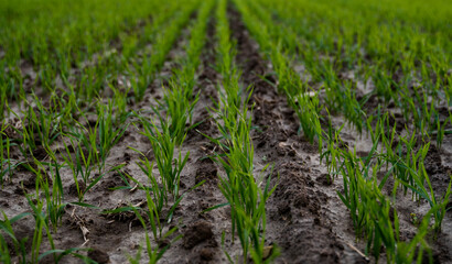 Close up young wheat seedlings growing in a field. Green wheat growing in soil. Close up on sprouting rye agriculture on a field in sunset. Sprouts of rye. Wheat grows in chernozem planted in autumn.