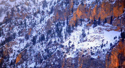 Snow Covered  Cliff and pine trees - Cliffs and pine trees on the snowy mountain