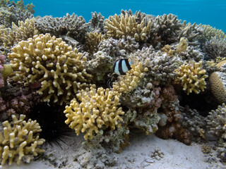 Fototapeta premium Living corals of the Red Sea