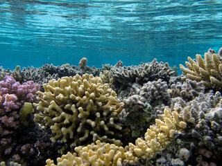 Fototapeta na wymiar Living corals of the Red Sea