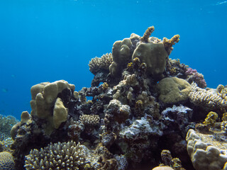 Living corals of the Red Sea