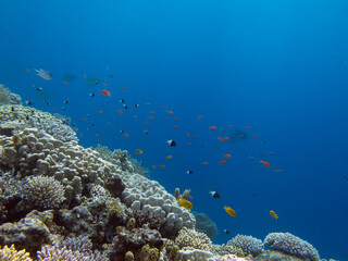 Living corals of the Red Sea