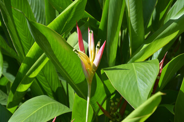 one isolated heliconia blossom with yellow and red petals in the bush in sunny day