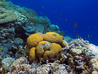 Living corals of the Red Sea