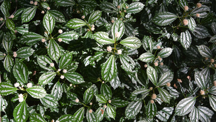 groups of Pilea cadierei Gagnep ready to blossoms in sunny day in the garden