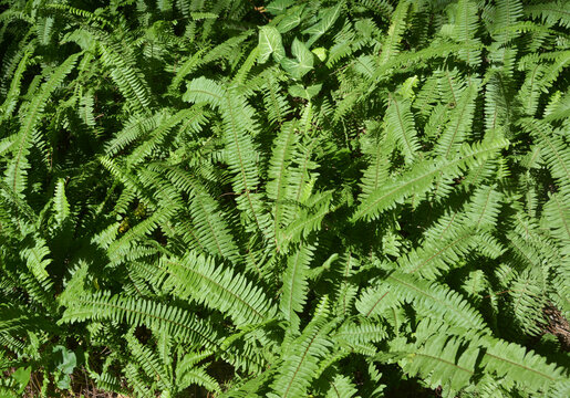 isolated green Pteridophytes show its tender scion in sunny day