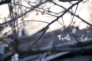 Fototapeta na wymiar Branch with white flower on a sunset background