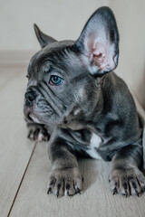 French bulldog puppy