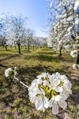 flowering cherry orchard near Cejkovice, Southern Moravia, Czech Republic
